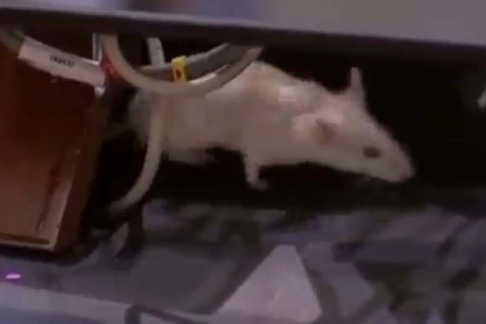 Ratos interrompem sessão no Senado colombiano