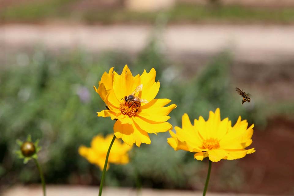 Biofábrica de abelhas é alternativa para geração de renda na Amazônia