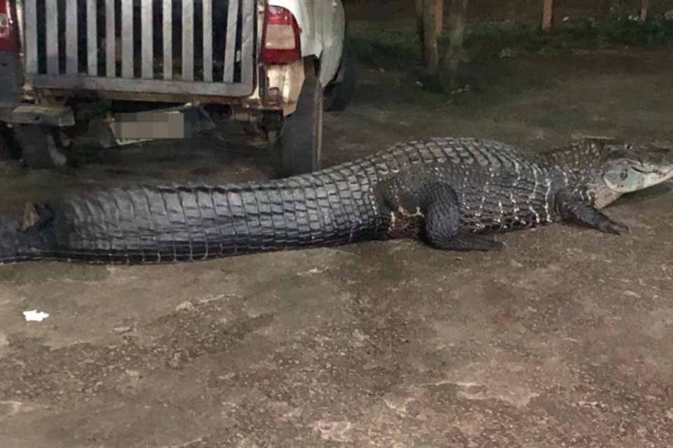 Defesa Civil Municipal alerta população sobre aparecimento animais de grande, médio e pequeno porte