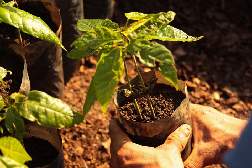 Ceplac ensina técnicas de enxertia de cacaueiros a reeducandos e produtores de Porto Velho