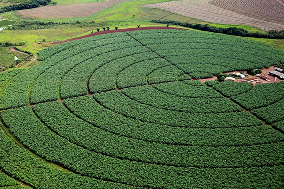Governo publica novas regras para registro de defensivos agrícolas