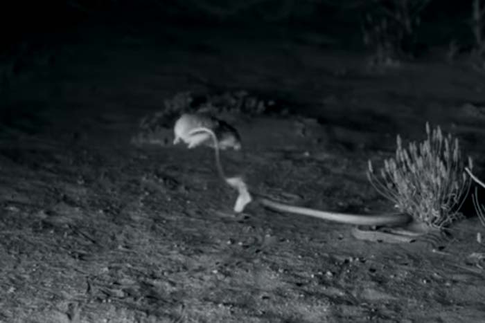 Rato escapa por pouco de virar comida de cobra 