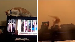 Gato sobe em cima de TV, cai e quebra aparelho 