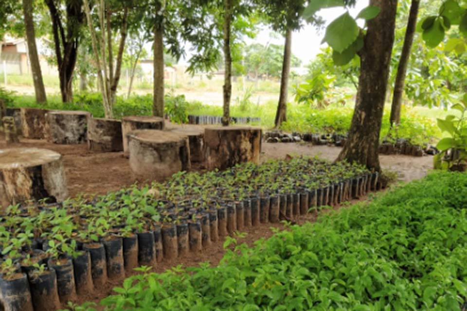 Semeia incentiva plantio de mudas nativas no município