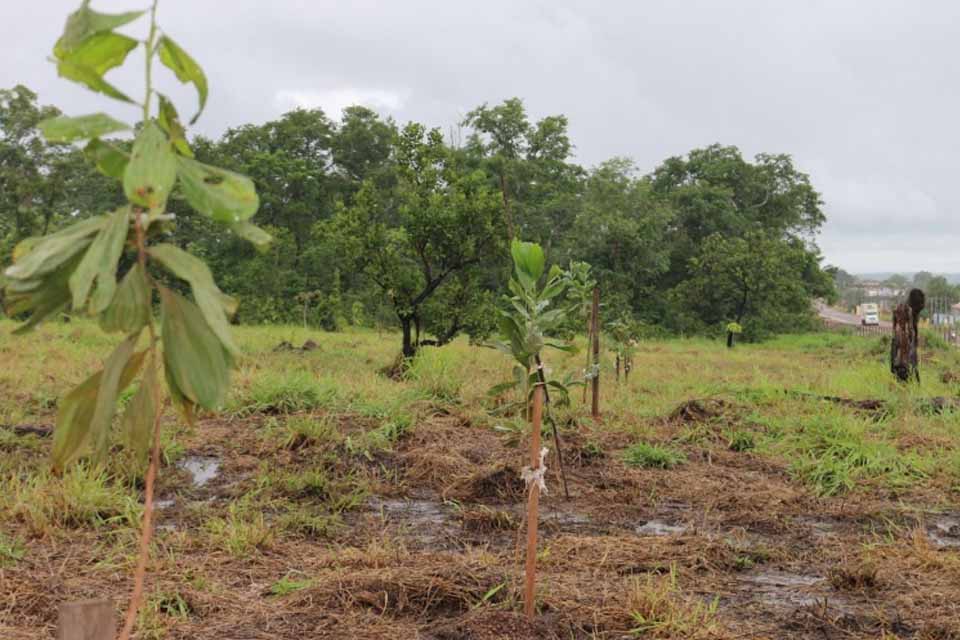 Plano de Arborização contempla Parque Urbano em Pimenta Bueno