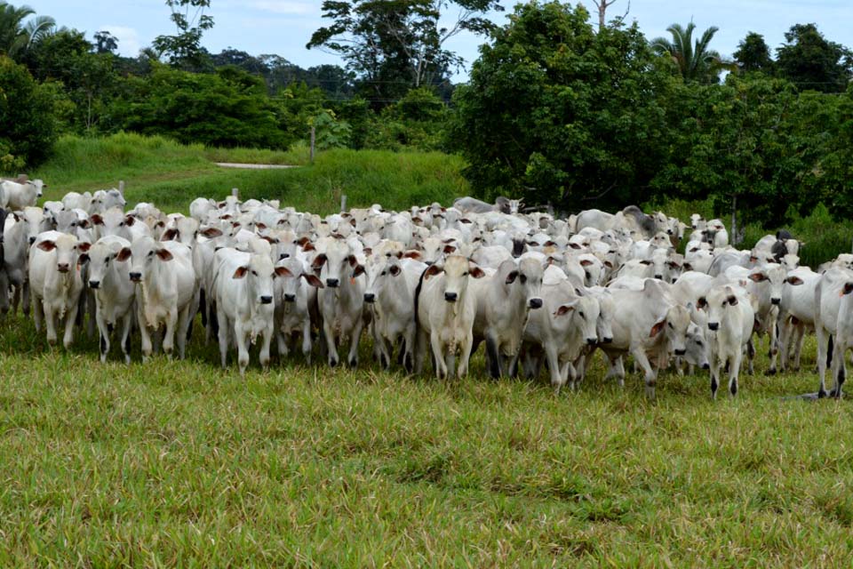 Rebanho bovino rondoniense aumenta 24% em uma década