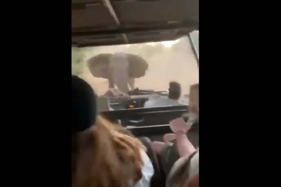 VÍDEO - Elefante furioso ataca veículo com turistas na África do Sul