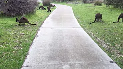 Cangurus invadem pista de corrida 