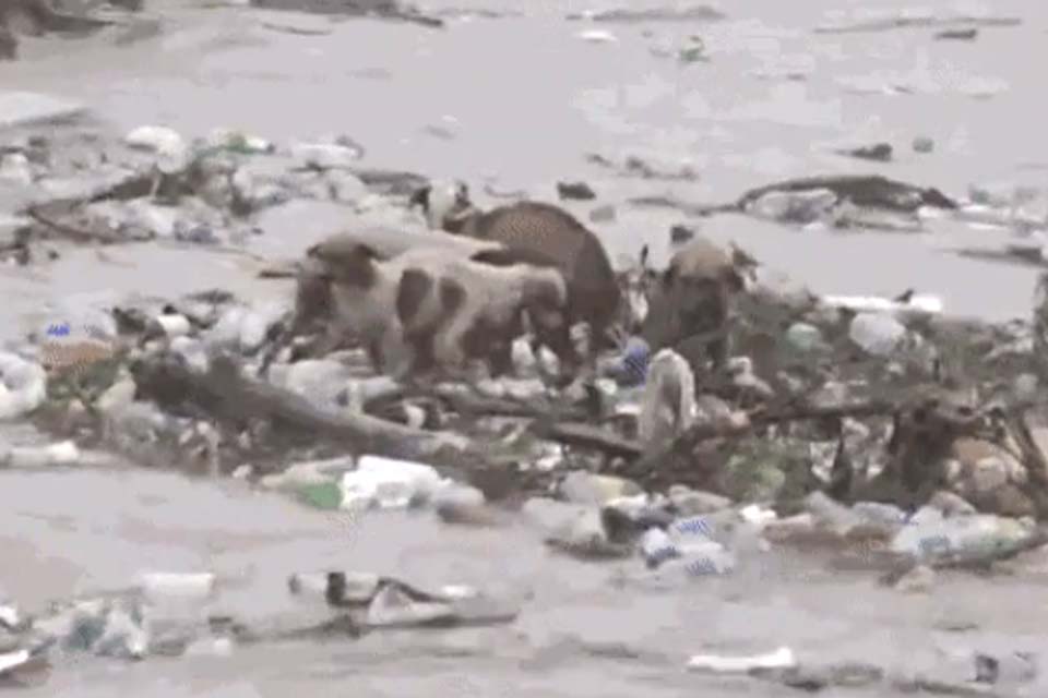 Cachorros são levados por correnteza na Jamaica em cima de estrutura durante passagem do furacão Beryl