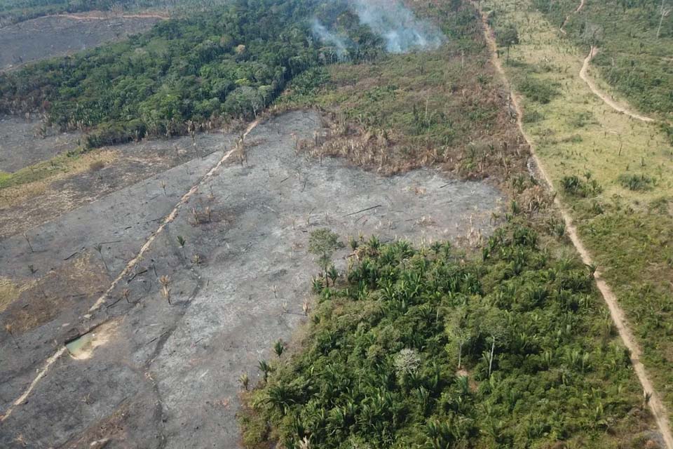 Desmatamento em Rondônia apresenta redução significativa no primeiro quadrimestre de 2024