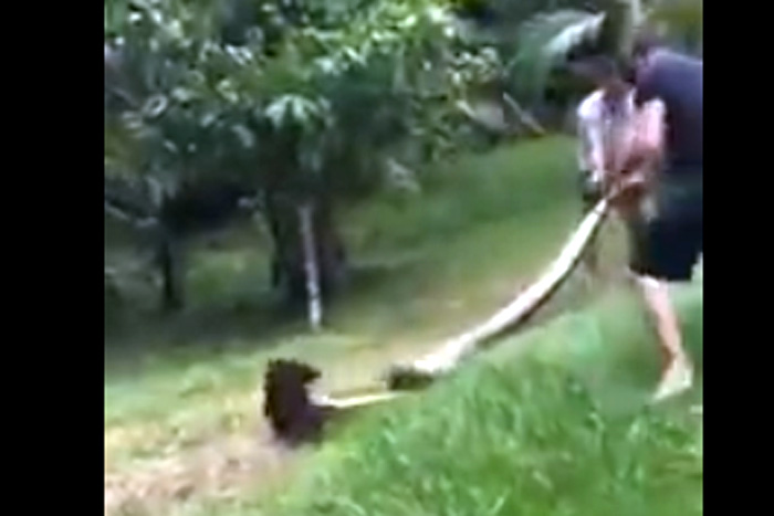 Homem usa barra de ferro e mata sucuri de 5 metros 