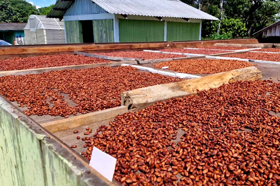 Pesquisa científica fortalece produção de cacau e impulsiona agricultura familiar em Rondônia