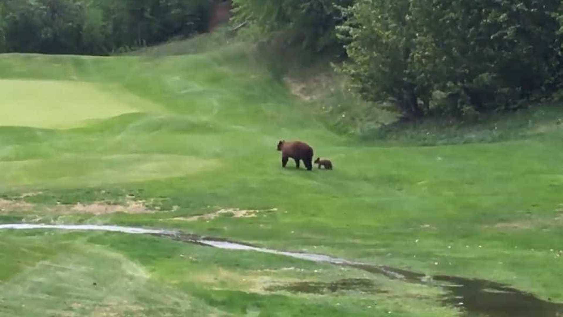 Ursos invadem campo de golfe no Canadá