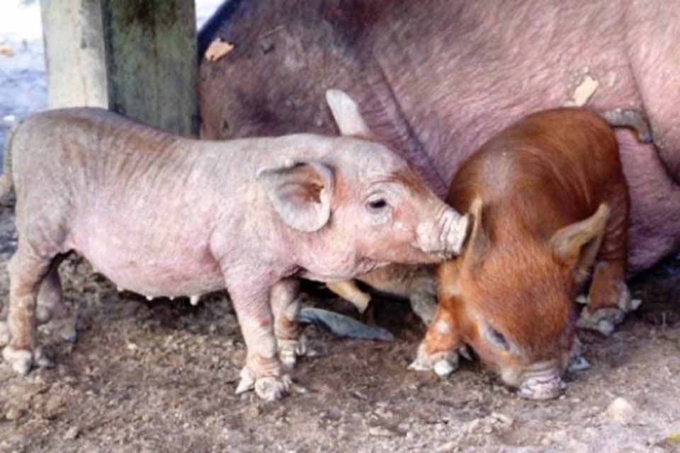 Programa sanitário voltado a suinocultura contribui para fortalecimento da produção