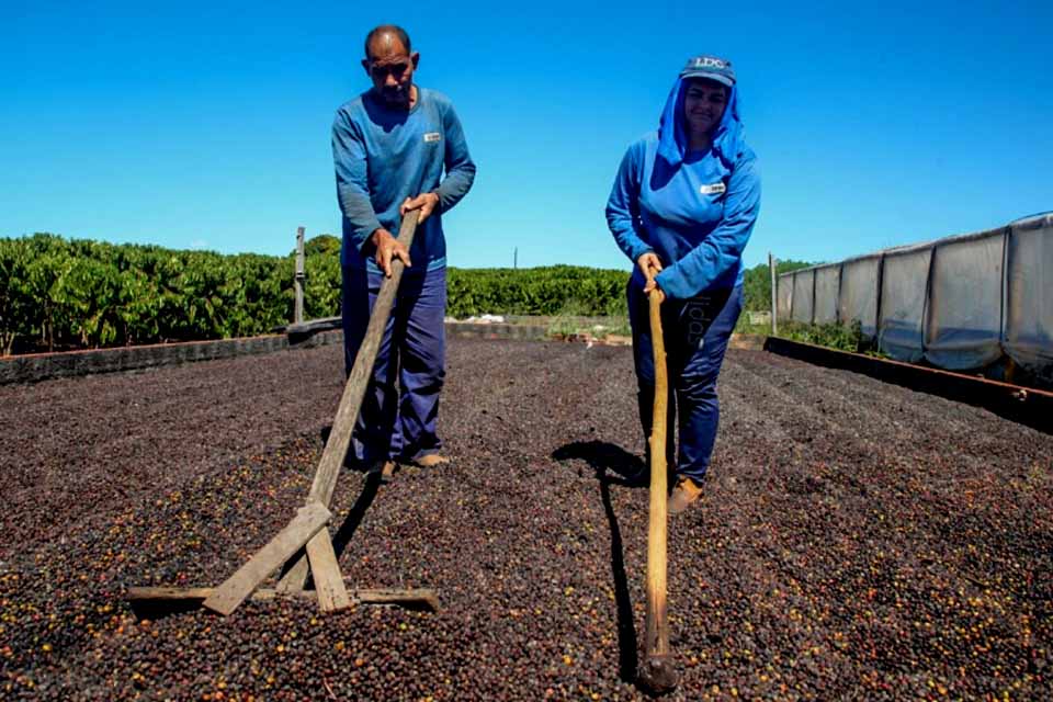 Perseverança, dedicação e apoio do governo de Rondônia transformam a vida de cafeicultores no estado
