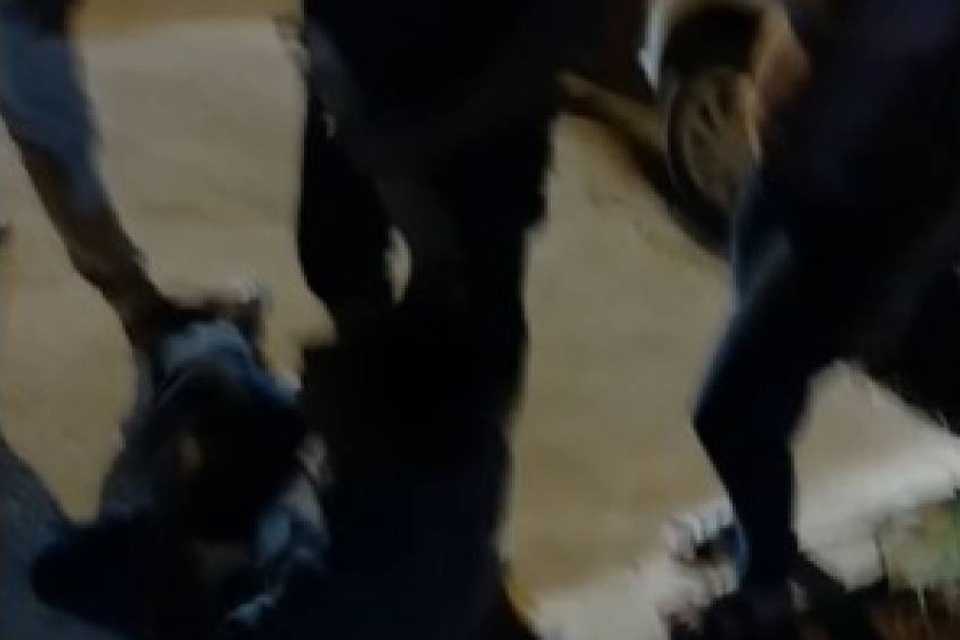  Homem acusado de assediar mulheres motoristas de aplicativo é espancado