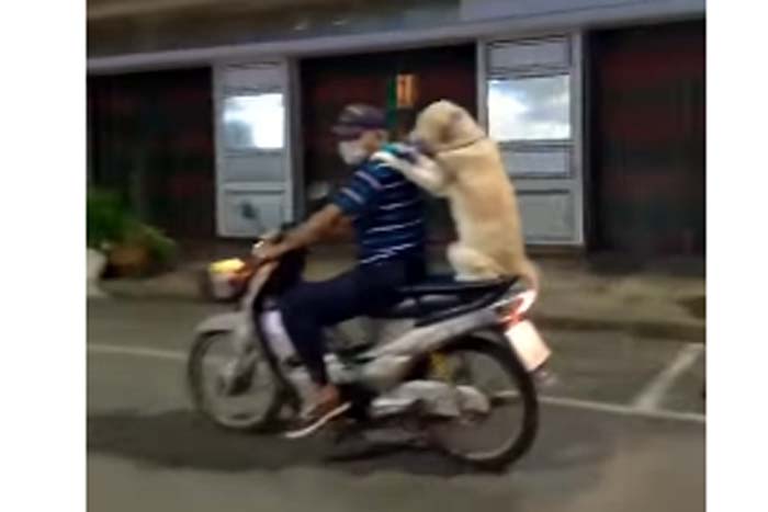 Cachorro pega carona na garupa da moto