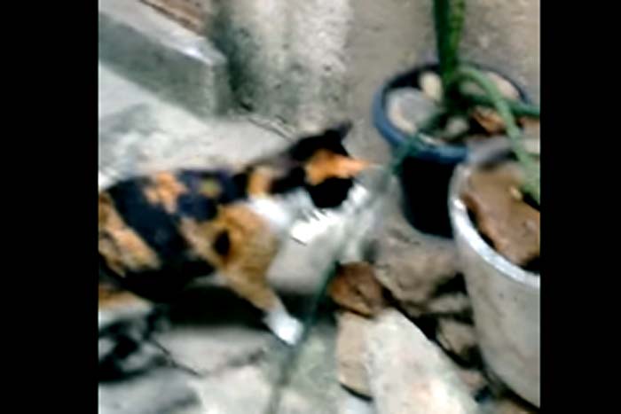 Rato 'ninja' escapa de ser capturado por gato faminto 