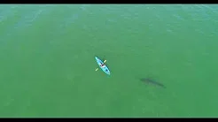 Drone flagra tubarão branco perto de canoísta 