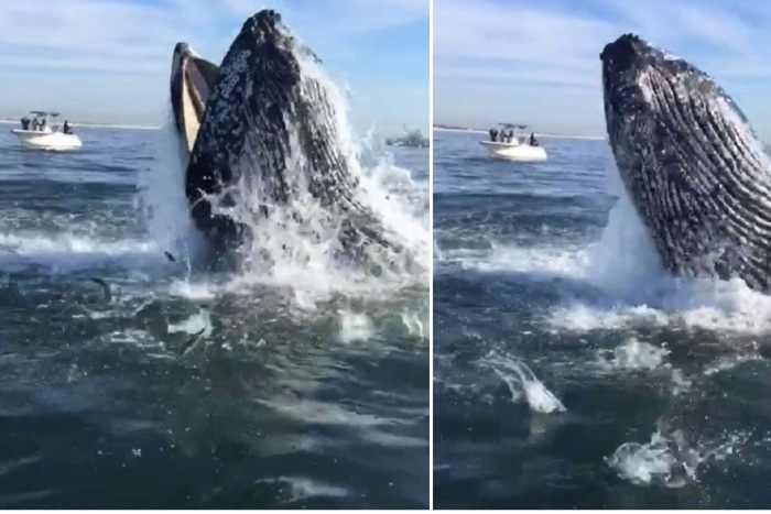Baleia realiza salto impressionante para fazer sua refeição