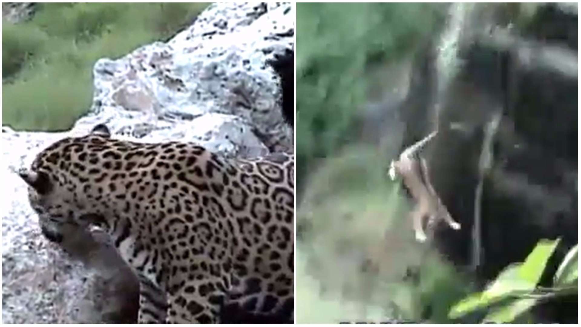 Leopardo se desequilibra e cai de penhasco