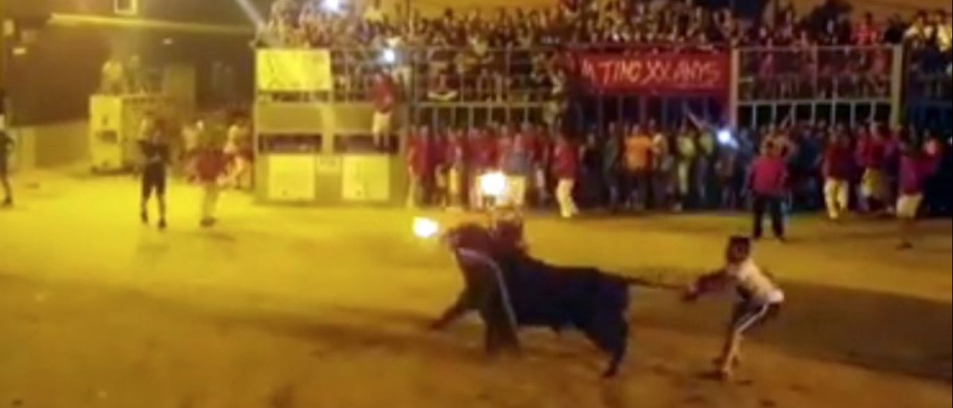 Touro “se suicida” em festival na Espanha