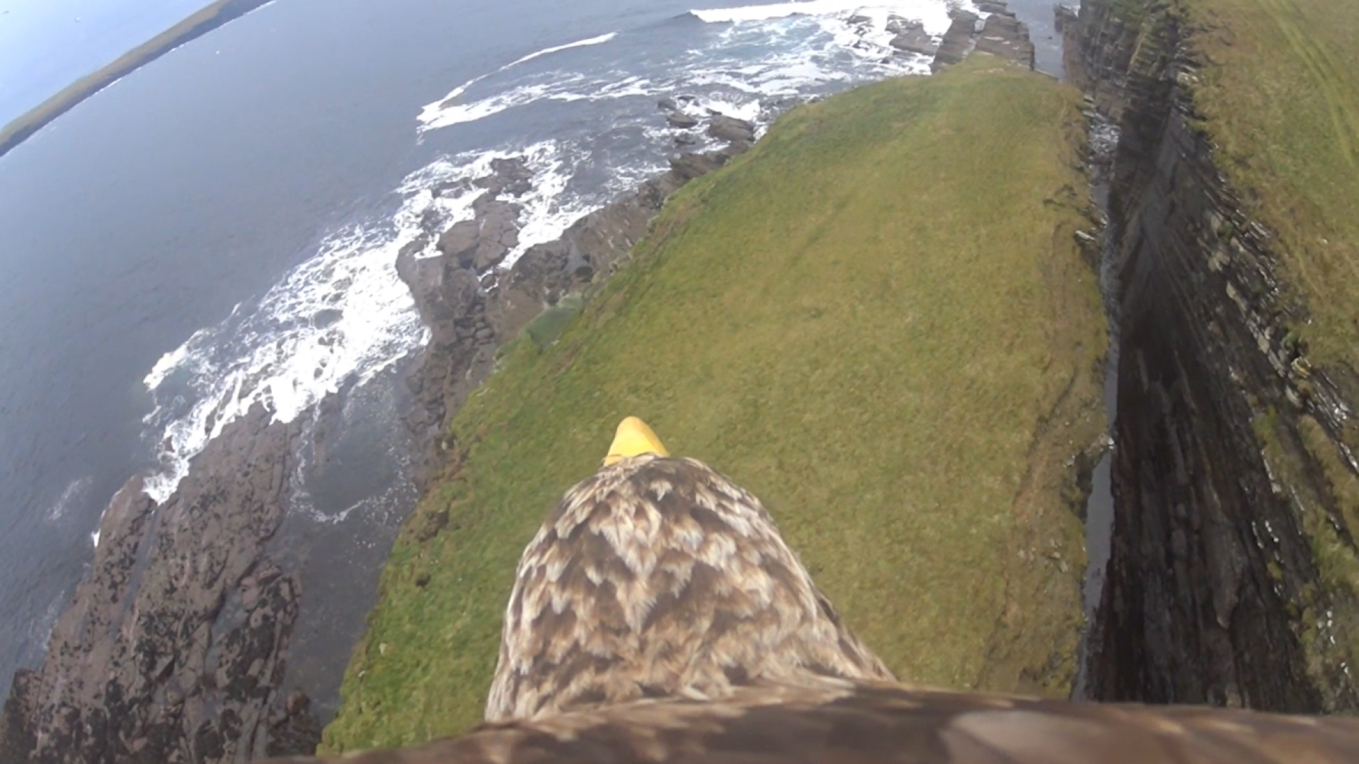 Vídeo mostra a visão de uma águia no céu 