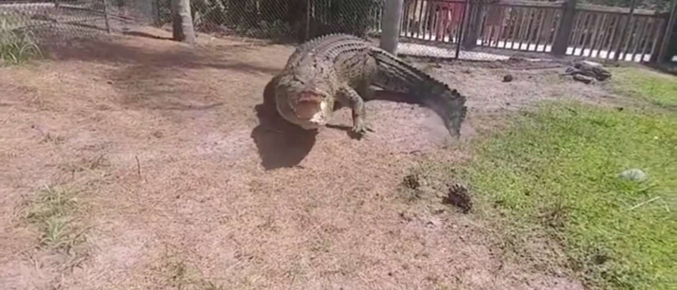 Crocodilo corre atrás de homem por comida