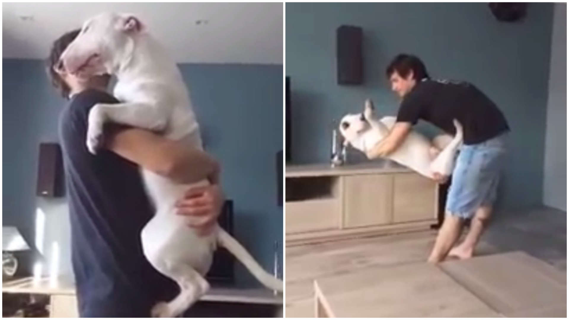 A dança romântica entre um cão e o seu dono