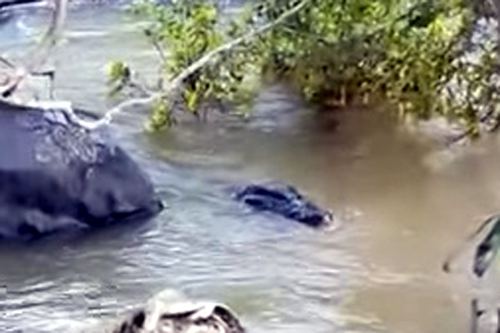 Jacaré de 5 metros é filmado no Rio Machadinho