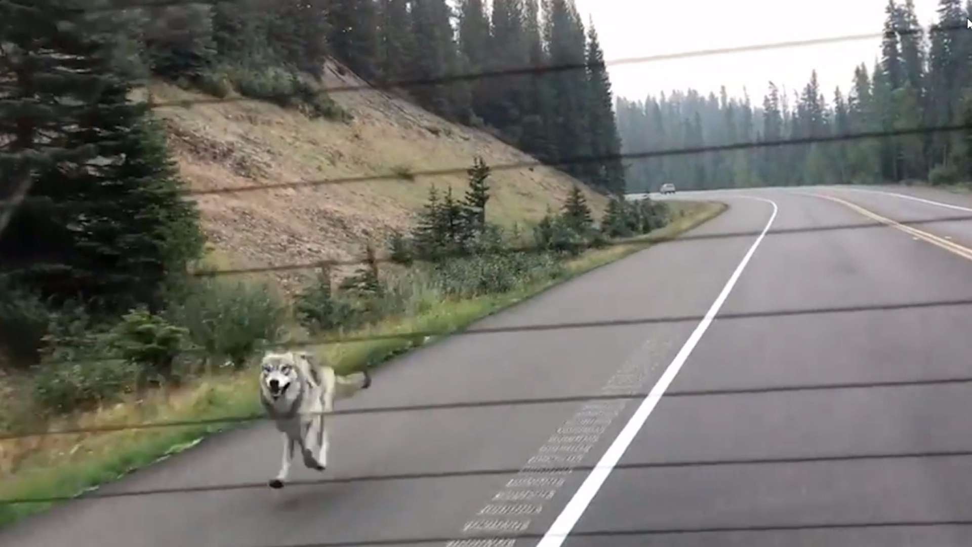 Lobo persegue família dentro de carro no Canadá