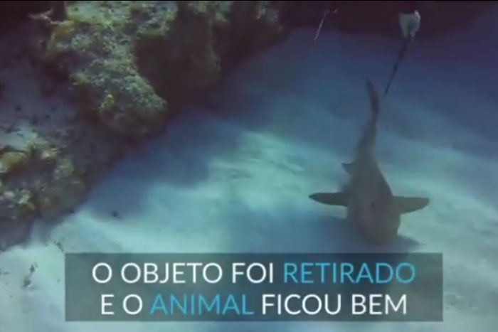 Mergulhador tira faca da cabeça de tubarão