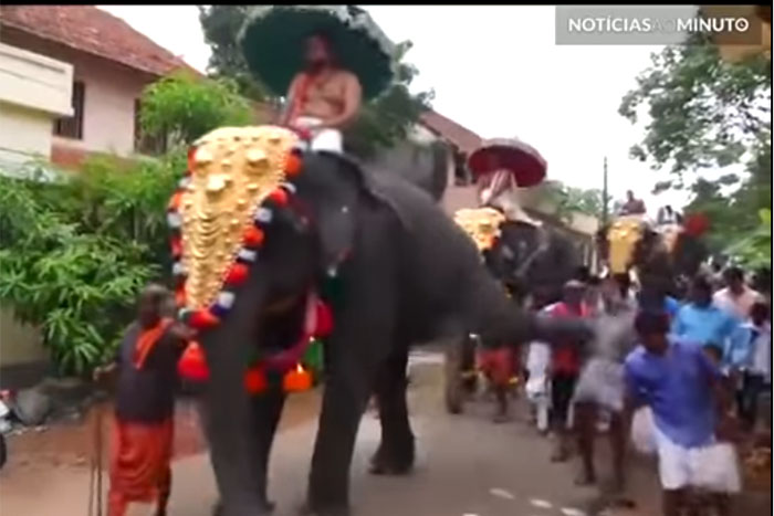 Elefante acerta coice violento em homem durante procissão, na Índia 