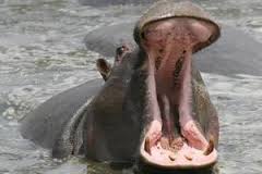 Hipopótamo mata rinoceronte durante disputa por água