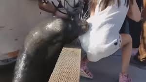 Leão-marinho arrasta menina para água no Canadá