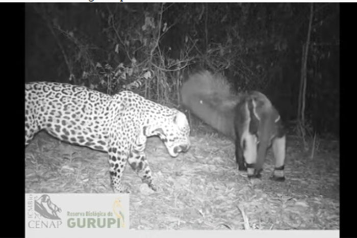 Tamanduá bota onça pra correr na Rebio Gurupi
