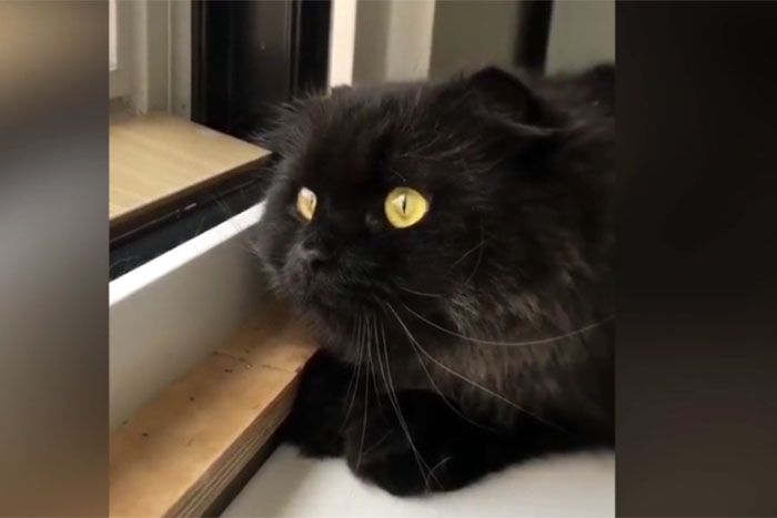 Gato 'surta' e parece computador bloqueado