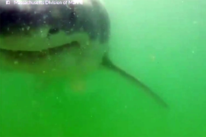 Tubarão branco ataca câmera no fundo do mar