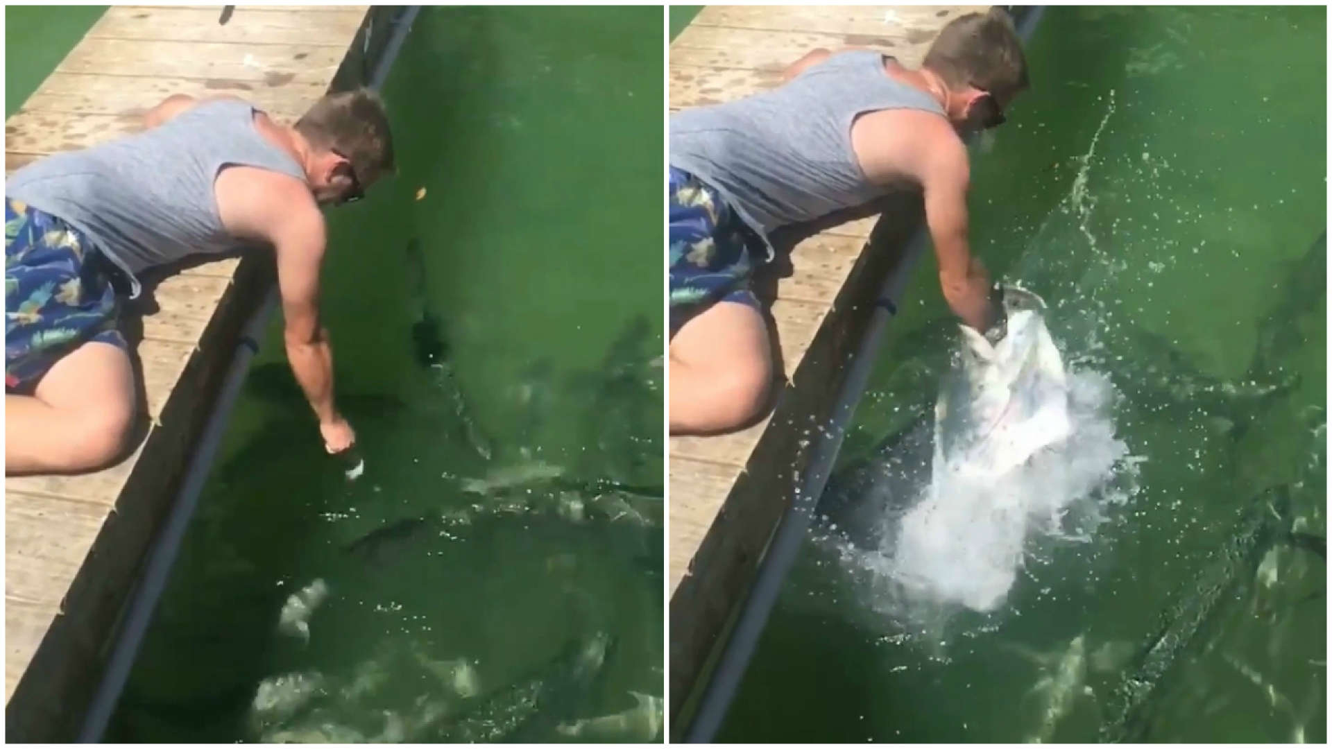 Peixe gigante engole braço de homem para roubar comida