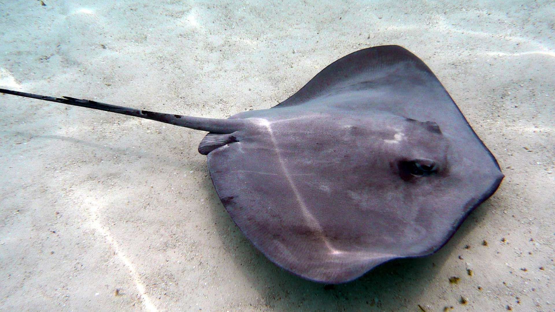 Vídeo mostra arraia desaparecendo no fundo do mar