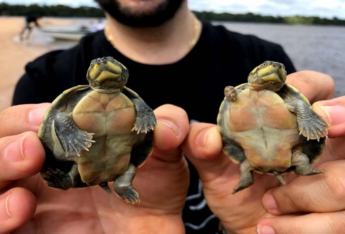 Milhares de tartarugas são soltas no Rio Guaporé