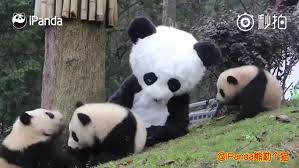 Tratador se fantasia de panda para cuidar de filhotes