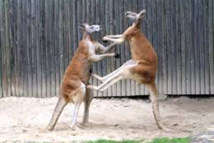 Luta intensa de kickboxing entre dois cangurus