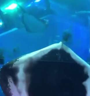 Arraia devora lula e choca visitantes de aquário no Japão