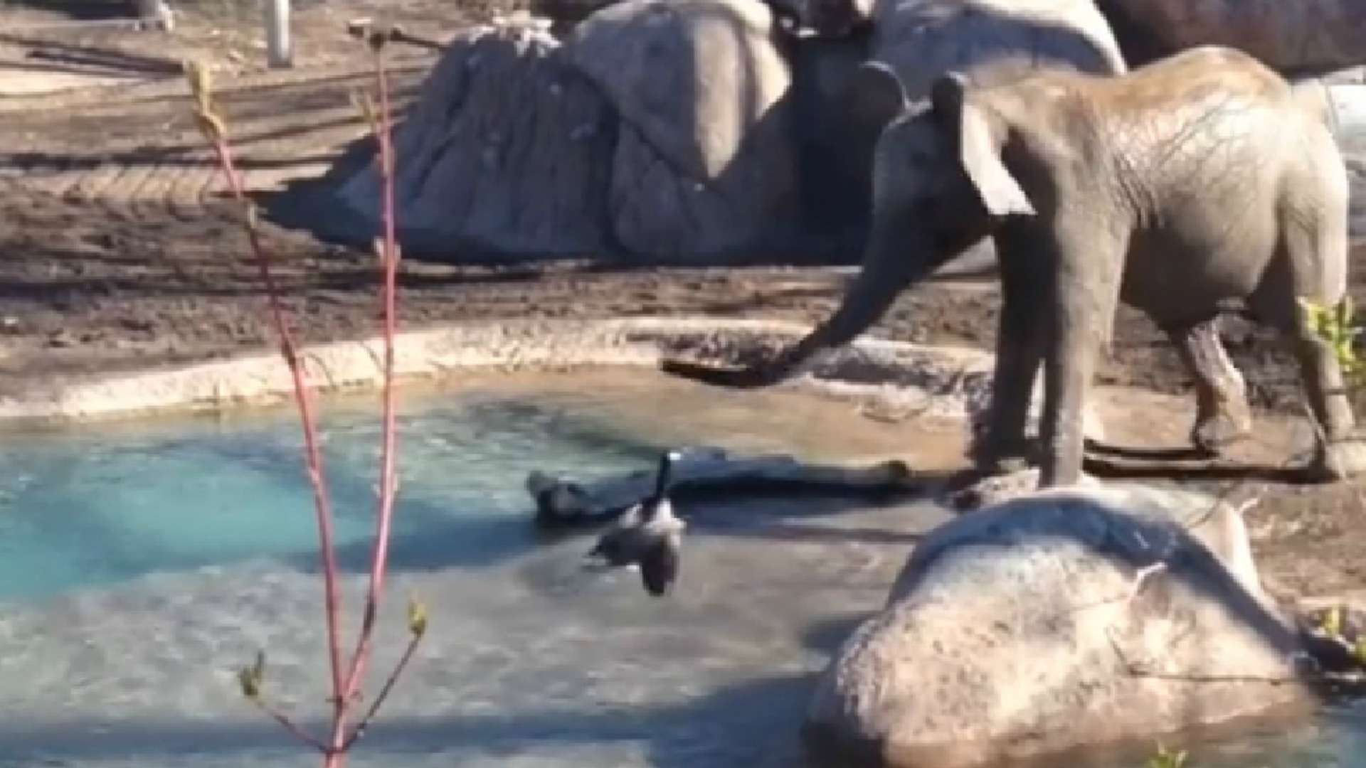 Elefante e ganso travam batalha épica em zoo