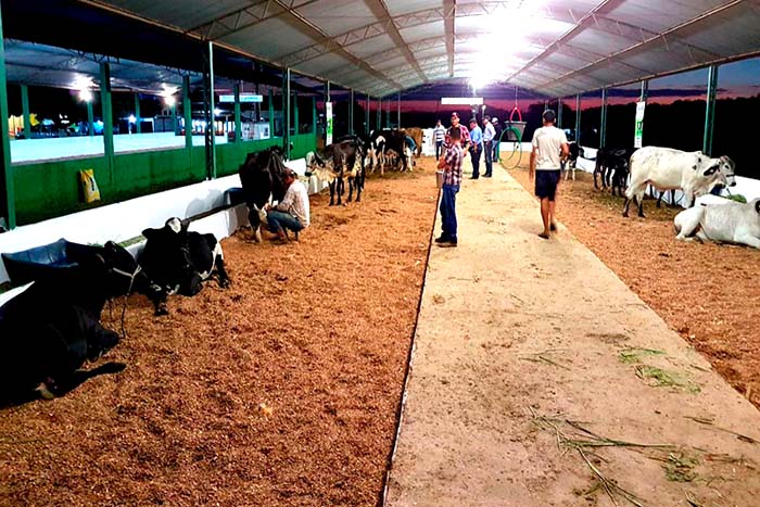 Concurso leiteiro é destaque durante 24ª Exposição Agropecuária 