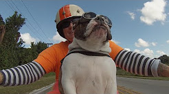 Cachorro passeia de moto com seu dono 