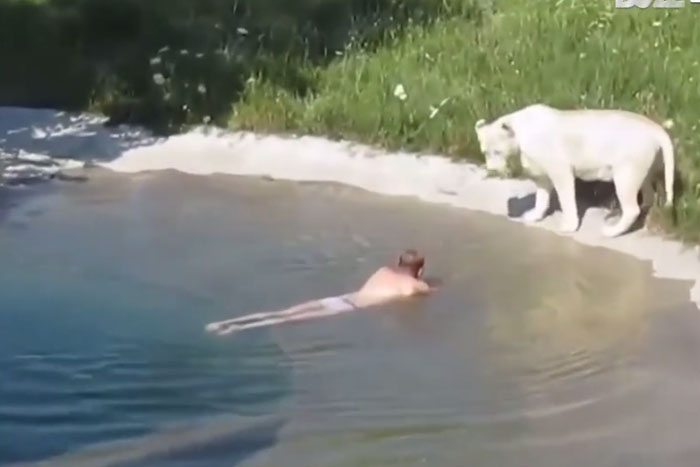 Homem nada e brinca em piscina de leões