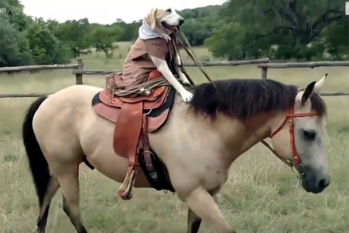 Cão labrador monta e passeia a cavalo