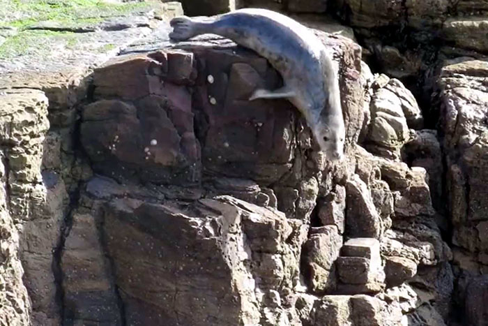 Focas se jogam de penhasco para fugir de turistas